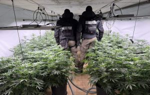 Разкриха високотехнологична наркооранжерия в село Луково: Задържаха издирван от Интерпол