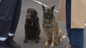 Четириногият спасител Гари и младши експерт Георги Костадинов с отличие в „Пожарникар на годината“