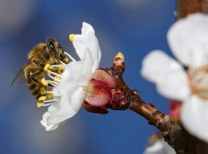 Цветята имат „биологичен часовник“, който работи в синхрон с насекомите