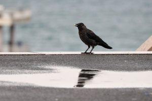 Дъжд, гръмотевици и застудяване обхващат страната през следващите дни