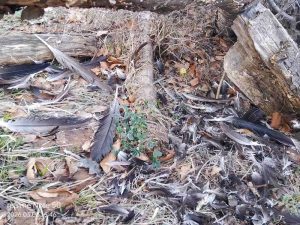 Девет лешояда са загинали вследствие на масово отравяне край Котел