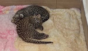 Две африкански леопардчета се родиха в мексикански зоопарк