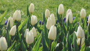 Фестивал на лалето в Швейцария: 140 000 цветя преобразяват брега на Женевското езеро