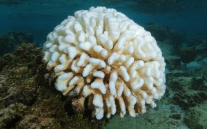 И топлите зими влияят на масовото избелване на Големия бариерен риф