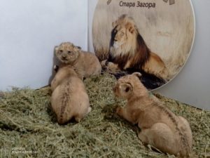 Имани, Макена и Заир: Трите нови лъвчета в Стара Загора получиха своите имена