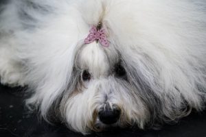 Рекорден брой участници на световното кучешко изложение „Кръфтс“ в Бирмингам