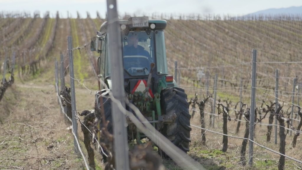 Климатът – горещата истина: Как жегите променят виното в долината на Струма