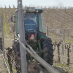 Климатът – горещата истина: Как жегите променят виното в долината на Струма