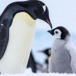 Климатични промени застрашават императорските пингвини, популацията намалява рязко
