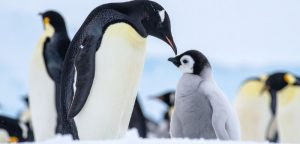 Климатични промени застрашават императорските пингвини, популацията намалява рязко