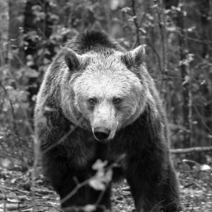 На 34-годишна възраст почина емблематичната мечка Рада от парка в Белица