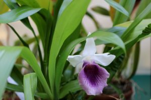 Над 800 вида орхидеи в Ботаническата градина на БАН