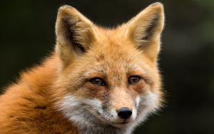 Лисица пропътува океана: Нелегален пасажер от Англия се озова в Ню Йорк