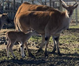 Ново попълнение в бургаския зоопарк: Роди се бебе от най-едрата антилопа в света