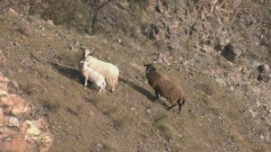 Драма край Широко поле: Спасяват овце, блокирани в 400-метрова пропаст