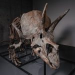 Скелетът на трицератопса Трей отива на търг: Пазарът на динозаври достига нови рекорди