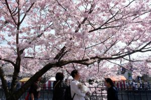 Пикниците „ханами“ в Япония поскъпват с 25% на фона на рекордно ранен цъфтеж