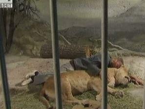 Почина лъвицата в благоевградския зоопарк: Търсят нов партньор за мъжкия екземпляр