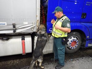 Почти 46 кг марихуана откри граничарското куче Пирин на ГКПП „Капитан Андреево“