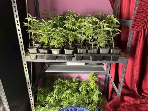 Полицията разкри модерна наркооранжерия в курортен комплекс "Чайка" край Варна