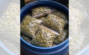 Постоянен арест за 40-годишен мъж след акция за 14 кг марихуана в Бургас