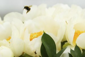 Преди 8 март: Поскъпват цветята в Русенско и на международните пазари