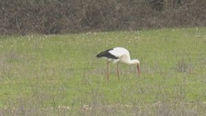 Предвестник на пролетта: Първите щъркели долетяха в село Слънчоглед край Джебел