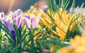 Пролетно настроение: Най-голямата колекция от минзухари е в Латвия