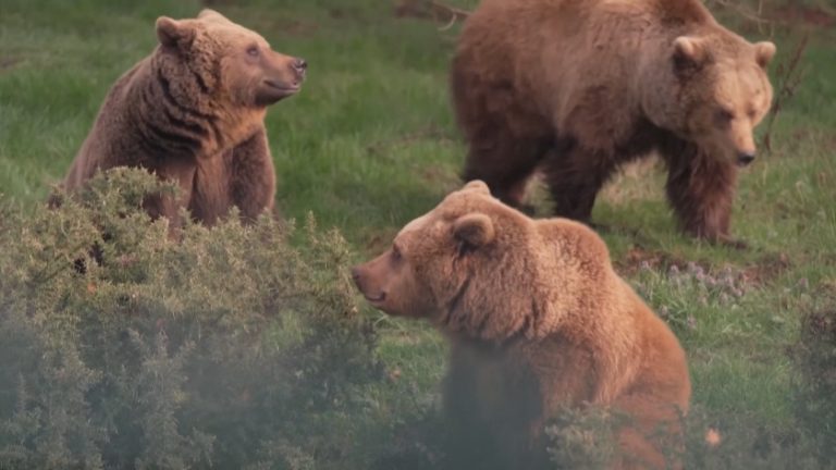 Кафявите мечки в зоопарка Whipsnade се събудиха от зимен сън Кафявите мечки в зоопарка Whipsnade се събудиха от зимен сън