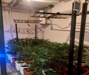 Мащабна акция в Русе: Полицията разкри две оранжерии за марихуана и незаконно оръжие