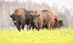 Шест бика от Република Северна Македония преминаха границата: Грозят ли ги евтаназия или връщане?