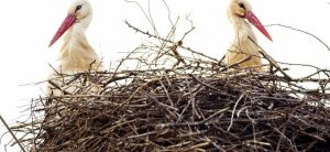 Първите щъркели пристигнаха в софийския квартал „Бенковски“