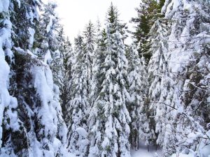 Щастлива развръзка: Откриха четирима младежи, затънали с автомобил в района на хижа „Марица“