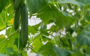 Скъпото отопление и несигурността бавят първите български оранжерийни краставици