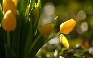 Слънчево и топло време обхваща страната с температури до 18 градуса