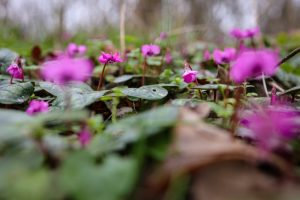 Слънчево време и температури до 17 градуса в началото на март