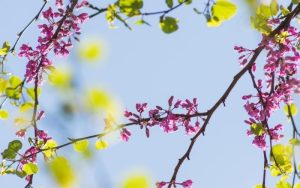 Слънчево и топло време в събота: Температурите достигат до 17 градуса