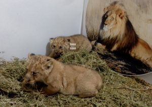 Три малки лъвчета са най-новото попълнение в зоопарка в Стара Загора