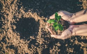 Турция планира мащабно залесяване с 600 милиона фиданки през тази година