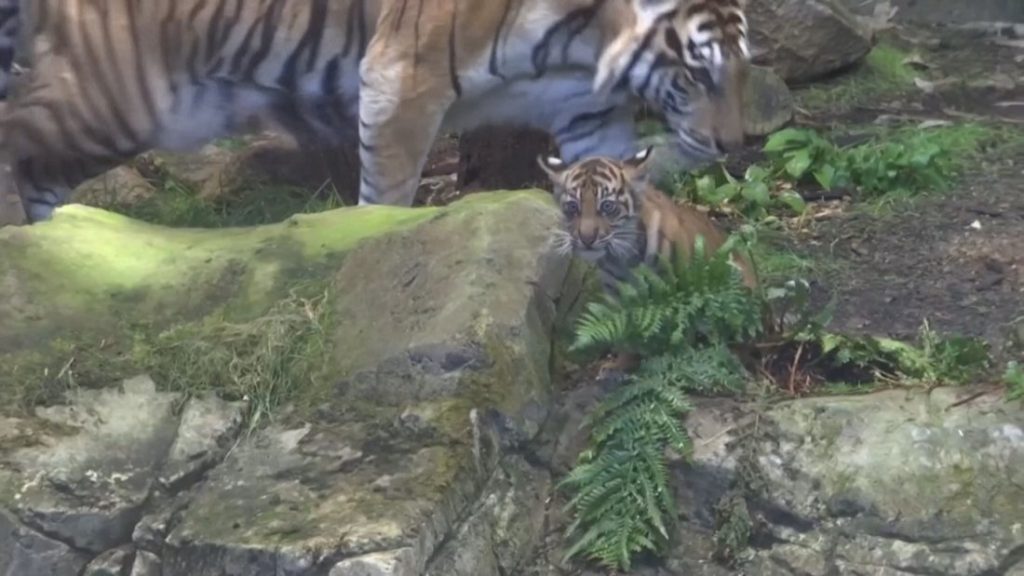 В берлинския зоопарк представиха тигърчето Лили пред публика