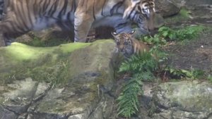 В берлинския зоопарк представиха тигърчето Лили пред публика