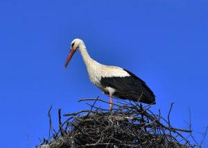 В кърджалийското село Звиница всички щъркелови гнезда вече са пълни