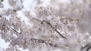 Пролетна феерия в Китай: Пинху привлича хиляди туристи с цъфтящи градини и кулинарни изкушения