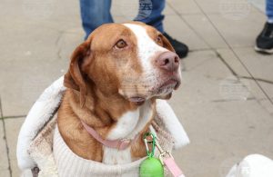 В София откриха кампанията „Сканирай лапата“ за помощ на животни в риск