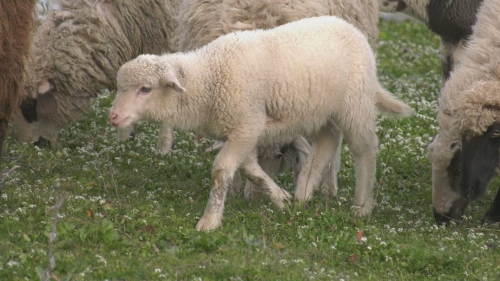 В знак на благодарност: Кръстиха спасеното в Кърджалийско агне на Марияна Векилска