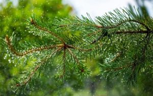 Валежи от дъжд и днес, и утре: Средиземноморски циклон носи значителни количества