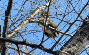 Японски учени разкриха тайната на котешкото приземяване на четири лапи