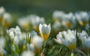 Застудяване и значителна облачност обхващат страната през новата седмица