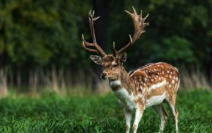 Задържаха бракониери за отстрелян благороден елен край ДЛС „Воден – Ири Хисар“