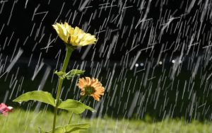 Жълт код за опасни валежи в девет области на страната в неделя